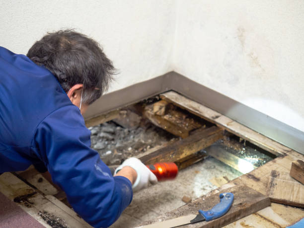 Best Mold Remediation  in Brewster, WA