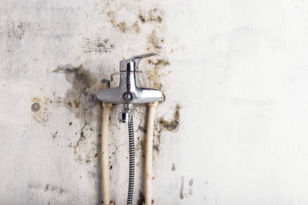 Best Best Mold Removal Companies  in Brewster, WA