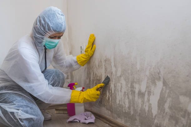 Trusted Brewster, WA Mold Removal Experts