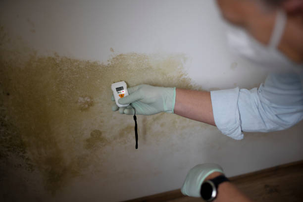 Best Mold Removal Specialists  in Brewster, WA