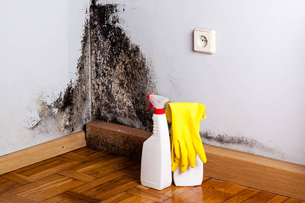 Best Mold Removal Company Near Me  in Brewster, WA